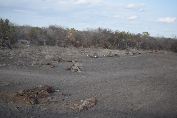 Carcasses of animals are seen at Ijara, Garissa County, northeastern Kenya, Oct. 23, 2021.