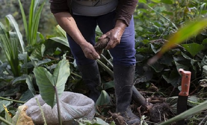 A woman works the land, Ecuador.