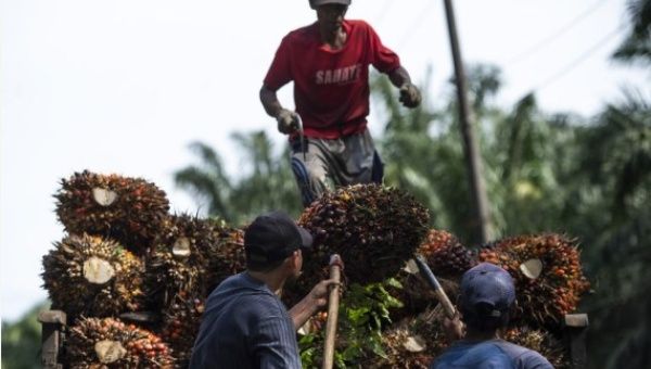 Workers load palm fruits into a truck at a plantation in Bogor, West Java, Indonesia, on April 26, 2022.