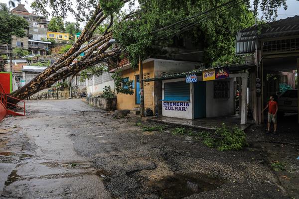 Photograph of a fallen tree on a house after a strong wind today, in Acapulco, state of Guerrero (Mexico)