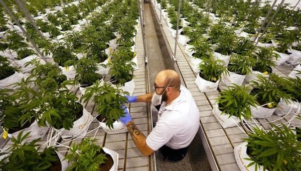 A marijuana farm in Grandview, Missouri, U.S., Oct. 31, 2022. 