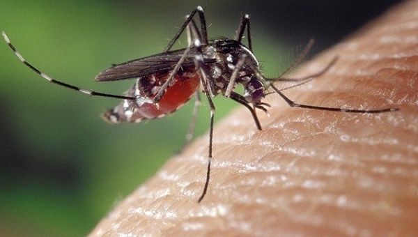Brazil has registered 1.4 million cases and 978 deaths from dengue fever so far this year, according to the Ministry of Health. Dec. 16, 2022. 