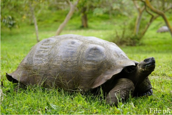 Photo taken on Oct. 9, 2017 shows a gaint tortoise on the Santa Cruz Island, one of the Galapagos Islands, in Ecuador.