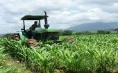 Food crops in Venezuela, 2022.