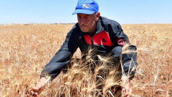Nayef Saymoua, a 62-year-old farmer, harvests wheat in a wheat field in Syria's southern province of Sweida, July 2, 2022.