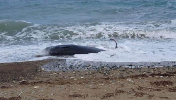 Dead whale on the northern shores of Cyprus, Feb. 10, 2023.