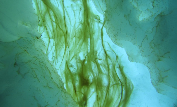 Algae Melosira Arctica observed in 2017.