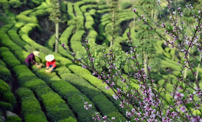 Tea-picking workers in Hubei. May. 1, 2023.