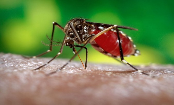 Dengue-transmitting mosquito. May. 10, 2023