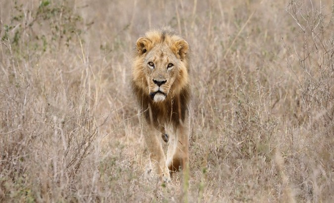 A lion at the Nairobi National Park in Kenya.