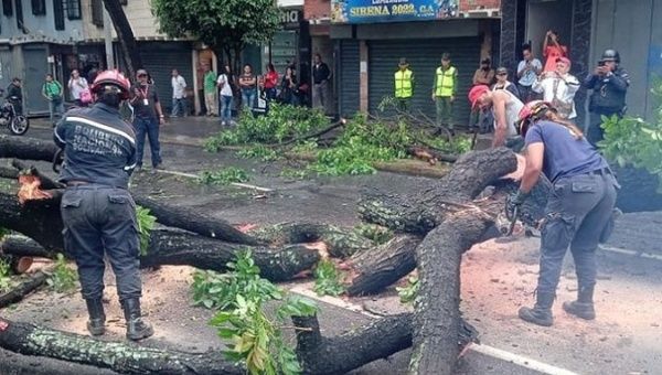 Fallen tree due to rain, Baralt avenue, Caracas, Venezuela, May 24, 2023.