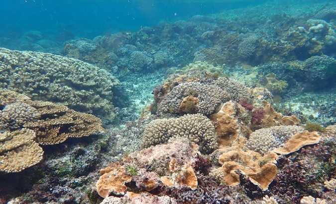 Image of corals.