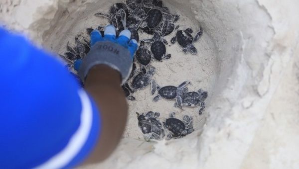 An official checking hatchlings before releasing them into the Indian Ocean, Kenya, June 16, 2023.