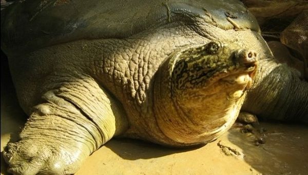 A male Swinhoe's softshell turtle.