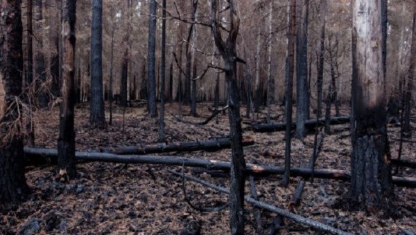 Boreal forest after a fire, July 18, 2023.