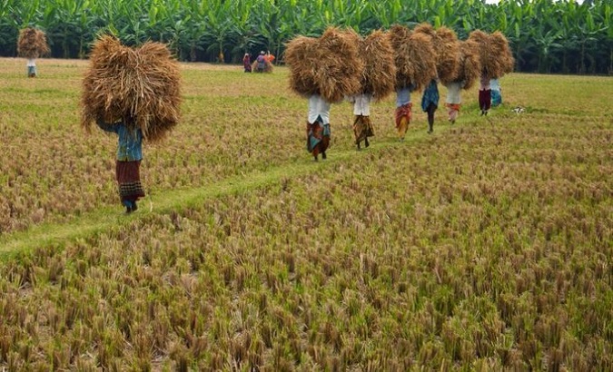 Agricultural work in Sri Lanka. Jul. 20, 2023.