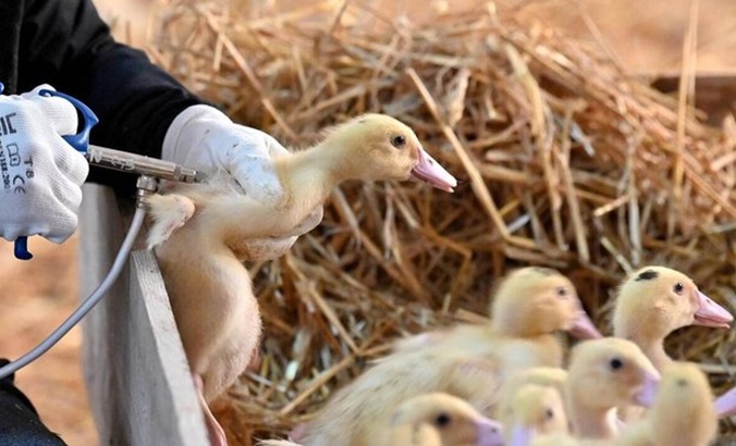 Veterinarians vaccinate farm birds, France, Dec. 2023.