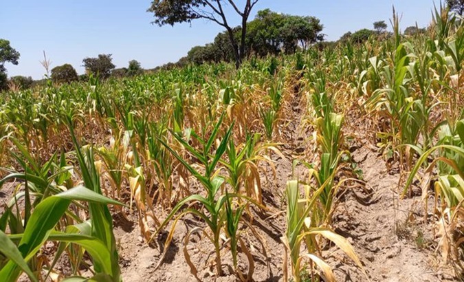 1 million hectares of the 2.2 million hectares planted to corn, the staple crop, have been destroyed. Mar. 1, 2024.