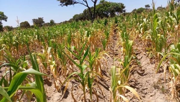 1 million hectares of the 2.2 million hectares planted to corn, the staple crop, have been destroyed. Mar. 1, 2024. 