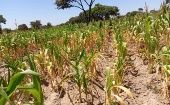 1 million hectares of the 2.2 million hectares planted to corn, the staple crop, have been destroyed. Mar. 1, 2024. 