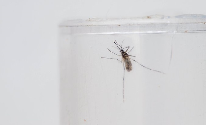 An Aedes aegypti mosquito.