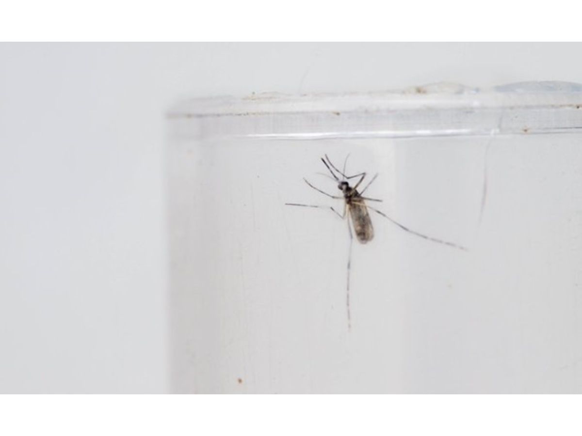 Brazil Surpasses Record 4 Million Cases of Dengue